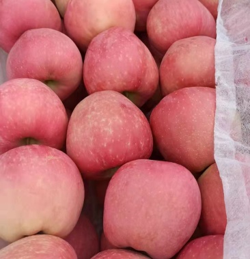 红星苹果产地批发大量现货中秋必备送礼佳品