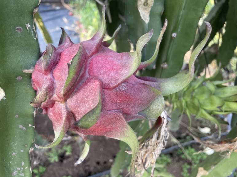 搅拌机榨汁过程