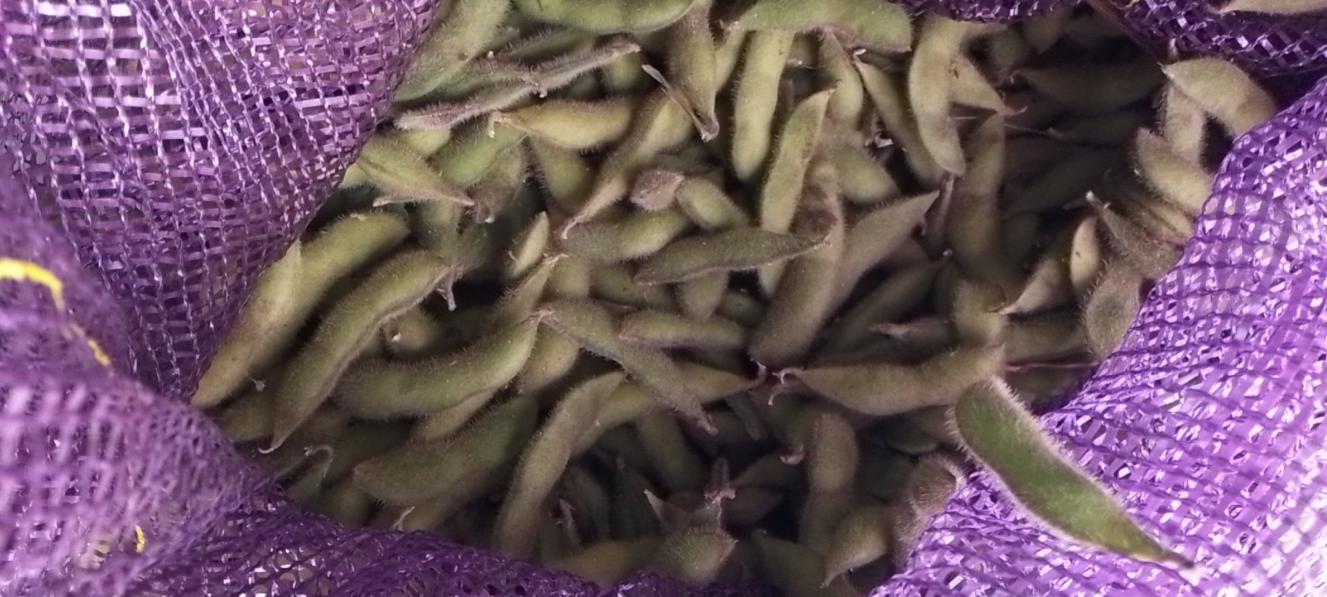 毛豆营养成分展示图