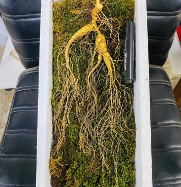 林下参20年长白山人参新鲜移山参泡酒东北野山参