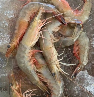 正宗渤海湾大虾