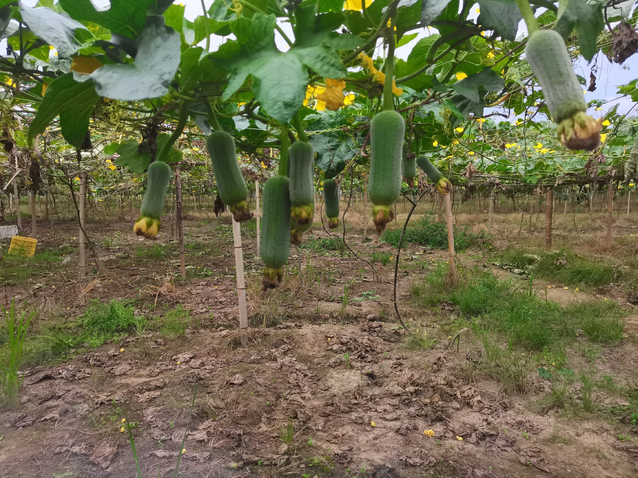 采摘丝瓜的农人