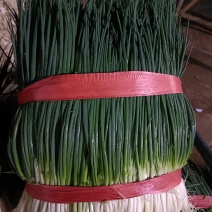 小葱（产地直供精品细管黑葱）货源充足，实力代收