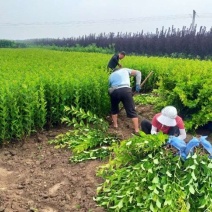 红王子锦带规格齐全耐寒抗旱耐修剪易成活根系发达