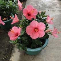 丹麦木槿开花带花苞木槿办公室客厅阳台重瓣花卉盆栽