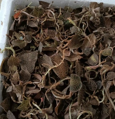 广西十万大山野生金线莲鲜货