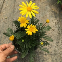 黄金菊盆栽大苗黄金玛格丽特花卉带花多年生木本植物耐寒耐热