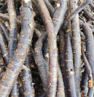 [雀批发]金雀花根,阳雀花根价格1.00元/斤 - 一亩田