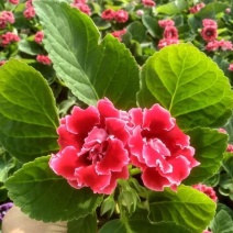 大岩桐重瓣花盆栽观花植物四季开花原盆原土带花苞