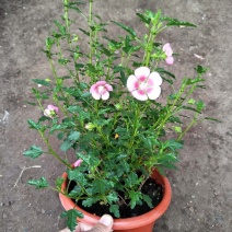 小木槿盆栽懒人好养植物庭院阳台客厅四季开花耐热