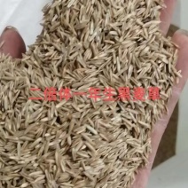 一年生黑麦草种，多年生黑麦草