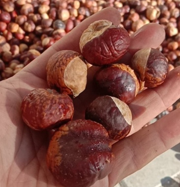 娑罗子娑罗子野生娑罗子娑罗果梭娑果