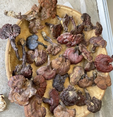 赤灵芝贵州深山特产