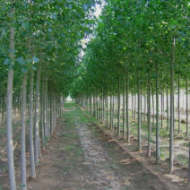速生杨3/4/5/6/7公分规格齐全大量出售自家苗圃精品