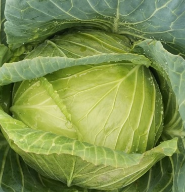 [扁包菜批发]扁包菜价格0.28元/斤 - 一亩田