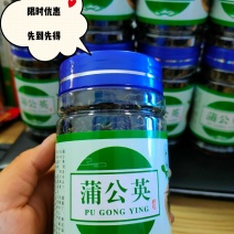 蒲公英茶（包邮）22年新货精品一级蒲公英茶头茬新货