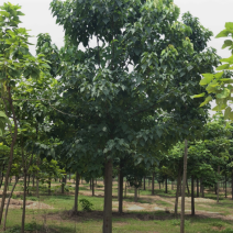 楸树3/4/6/7/8公分规格齐全大量出售自家苗圃精品苗