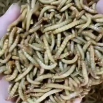 宜宾市珙县星耀黄粉虫养殖公司批发黄优质黄粉虫