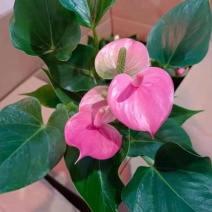 110#粉掌特价秒下单先询价，量大价优