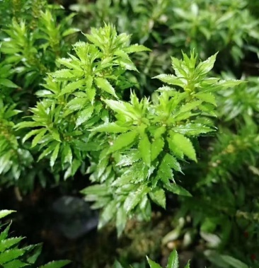 江西深山药材千层塔少量有货干货大叶需要赶紧