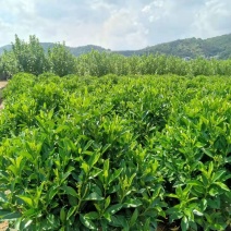 非洲茉莉1米到1.2米球形