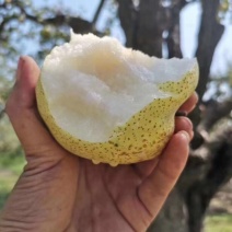 自己爸妈在老家种植的金顶谢花酥梨，有需要老板联系