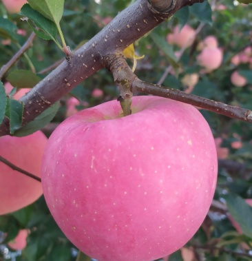 [红将军苹果批发]红王将苹果上市价格1.80元/斤 - 一亩田