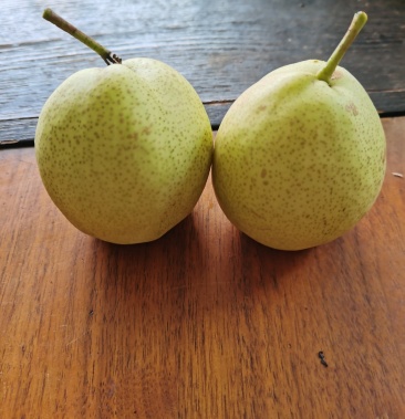 昆明红梨砀山梨基地直销口感好果面清秀