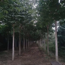 七叶树10/12/15/18公分规格齐全大量出售自家苗圃