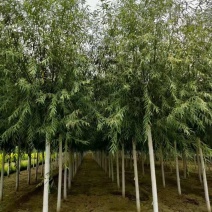 直柳3/5/6/8/10公分规格齐全大量出售自家苗圃精品