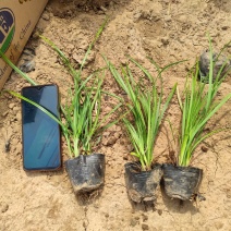 麦冬草，大量有货，一手货源，基地直发，价格优惠
