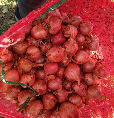 [红皮洋葱批发]东北四六瓣独头毛葱,学名鬼子葱,是东北特有农产品.