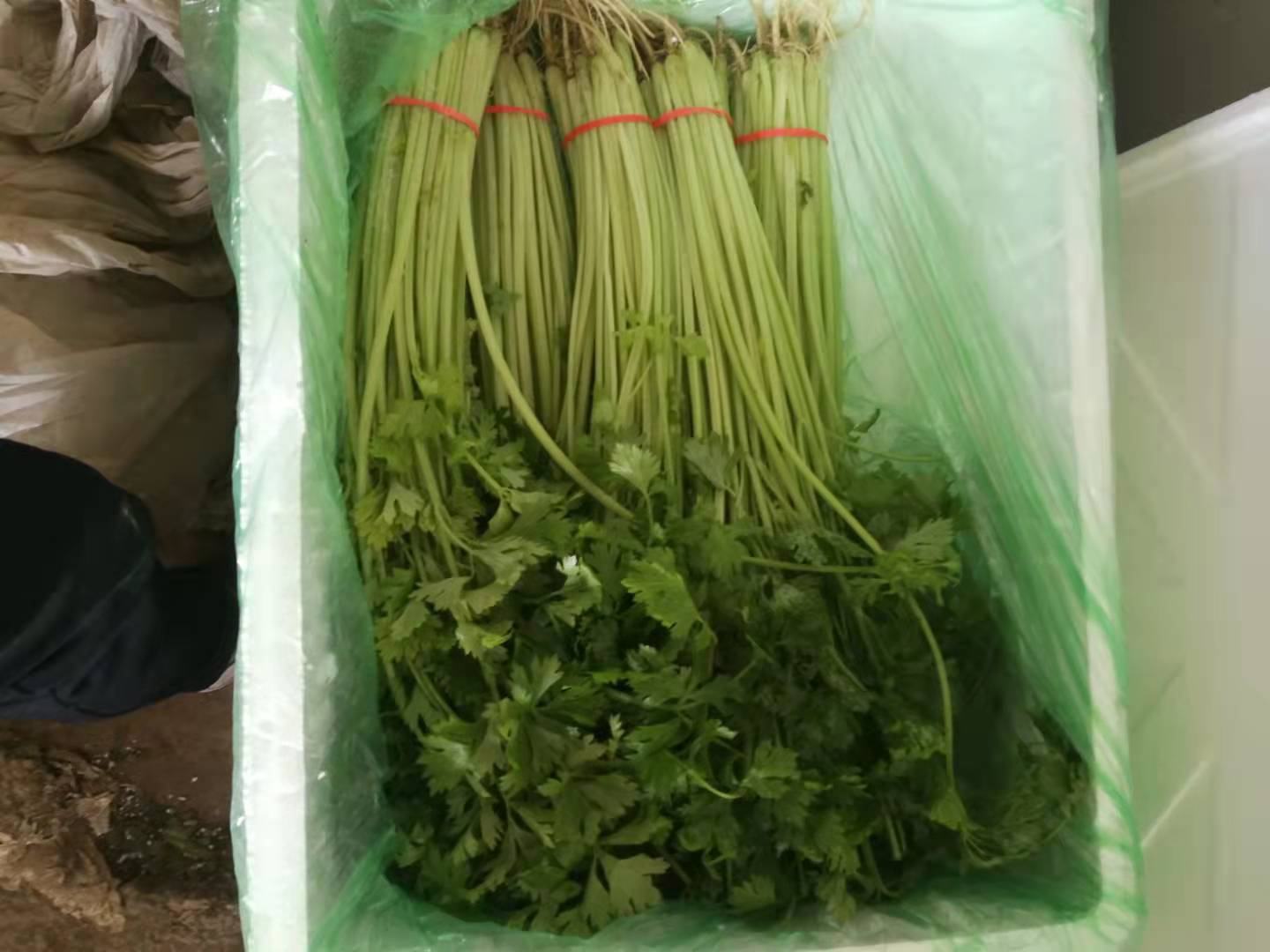 山芹菜被分装在保鲜袋中,整齐地放在冰箱冷冻室 山芹菜冷冻保存示意图