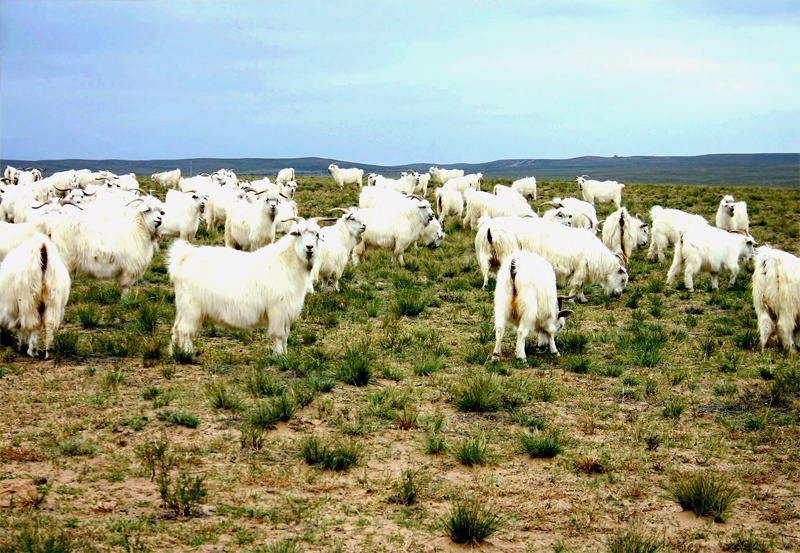 鄂尔多斯批发