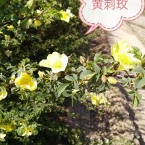 黄刺玫工程苗黄刺玫球等绿篱色块苗绿化苗木