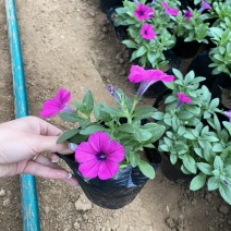牵牛