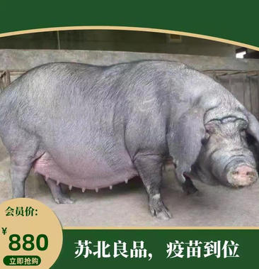太湖母猪二代图片图片
