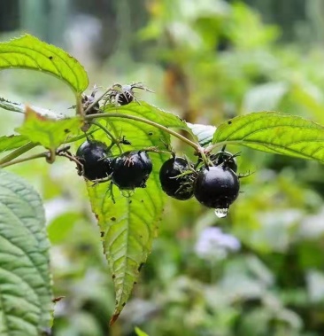 现货红果参蜘蛛果新鲜水果稀有奇异果支持一件代发包邮