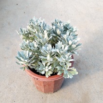 芙蓉菊绿植物观叶盆栽室内净化空气美观绿植园艺花卉盆栽