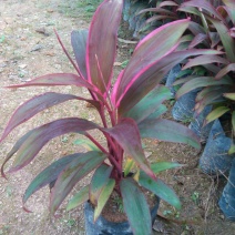 朱蕉朱竹红铁树性喜高温多湿气候属半荫植物公园绿化庭园