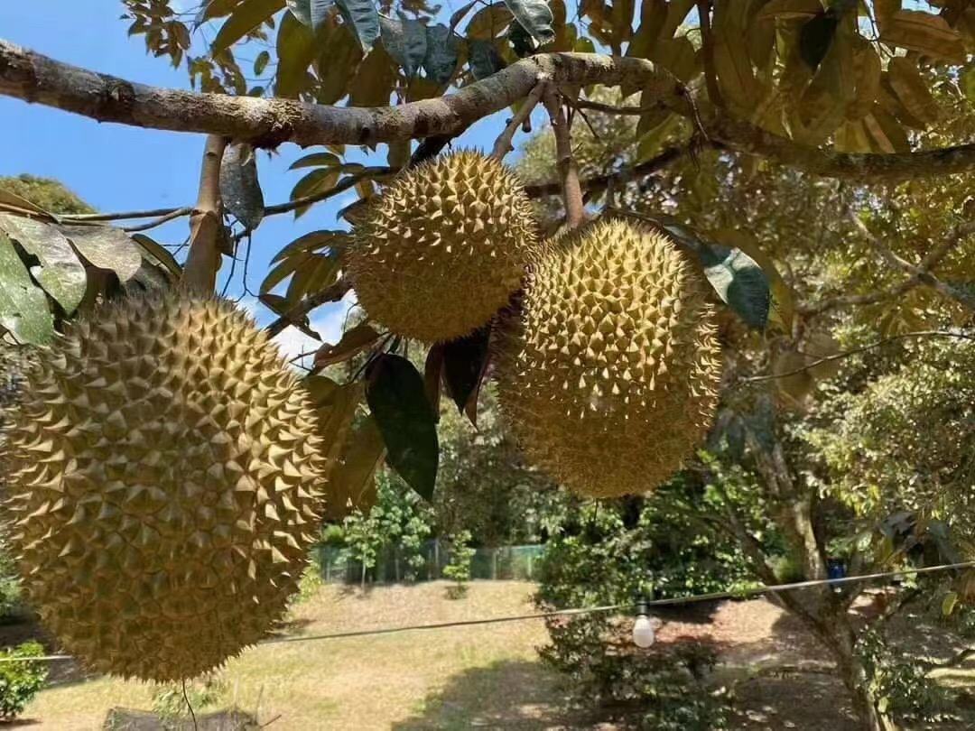 左侧为金枕榴莲(D158),果实较大,外壳呈黄绿色,刺较稀疏;右侧为猫山王榴莲(D197),果实较小,外壳深绿带褐斑,刺密集呈五角星状分布。两果并列摆放于木制托盘上,背景为热带果园环境 金枕榴莲与猫山王榴莲对比图