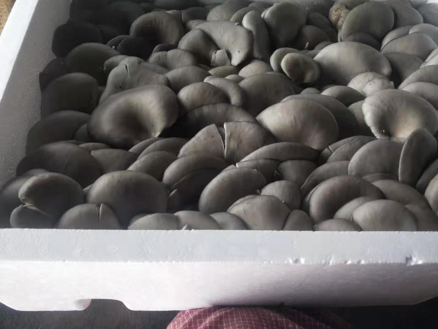 平菇撕条与蒜苗切段已完成