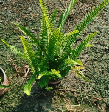 [肾蕨批发]肾厥价格3.50元/棵 - 一亩田