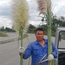芦苇花