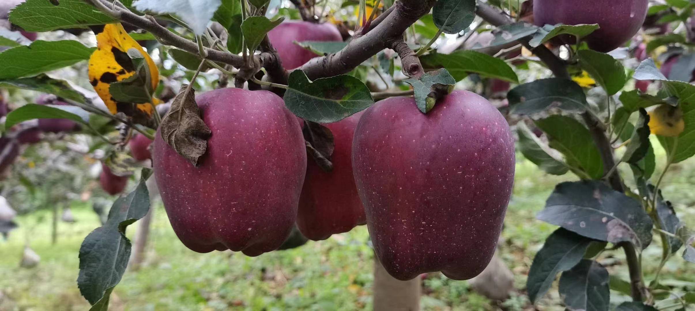 果农指导游客采摘花牛苹果特写