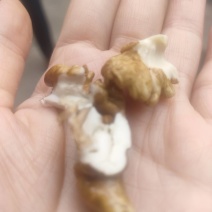 核桃不大，味道很香。刚刚下树，湿核桃更好吃哦！