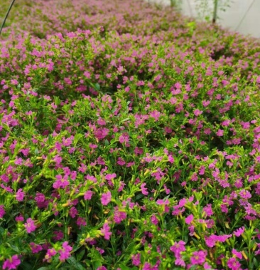 满天星 常年供应各类花草 宿根地被 水生植物