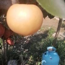秋月梨