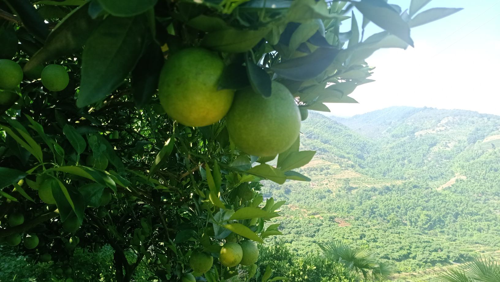 冰糖橙果园全景