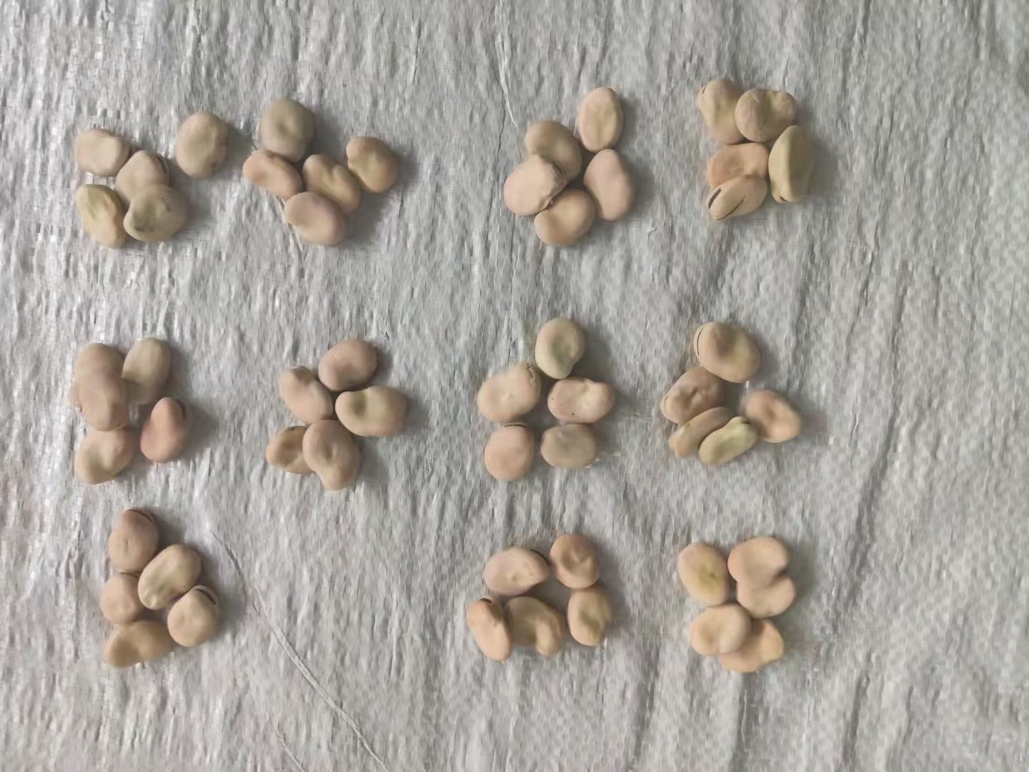 一盘干燥的白色蚕豆籽粒,颗粒饱满、表面光滑,背景为农田土壤,展示其原始形态 蚕豆籽粒特写